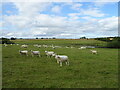 Sheep grazing towards The Carr Pond