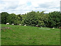 Sheep grazing and woodland, Brokes