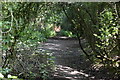 Footpath in the woods