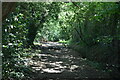 Woodland footpath