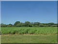 Crop east of  Malton 