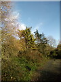 Pine trees on site of former nursery