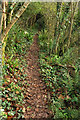 Path near Woods