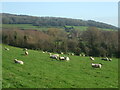 Sheep near South Hill Farm