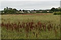 Uncultivated farmland near Potash Corner, Bredfield