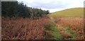 Woodland between Drumglass Hill and Ullioch Hill