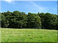 Grazing towards Spennithorne Wood