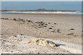 NU1338 : Dead seal by Ian Capper
