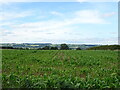 Maize crop north of West Moor Lane