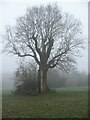 Hollow oak, Tutbury Fields