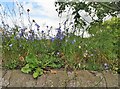 Harebells on top of the wall