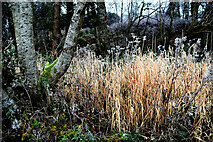 H4772 : Frosted and withered grasses, Cranny by Kenneth  Allen