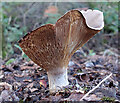 NJ0657 : Fungus by Anne Burgess