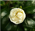 Camellia, Rydon Cross