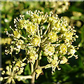 Ivy (Hedera helix)