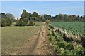 Footpath along field boundary