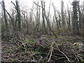 TG3227 : Area of wet scrub Woodland by David Pashley