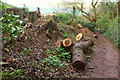 Felled tree near Charmouth Close