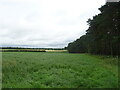 Farmland beside strip woodland