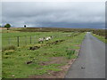 SE6092 : Sheep beside road, Wind Hill by JThomas