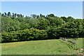 Hedge near Nine Acre Wood