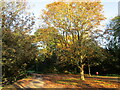 Old Hall Lane, Widmerpool