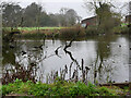 TG3332 : Farm pond with ducks by David Pashley