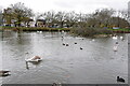 Jubilee Pond, Wanstead Flats