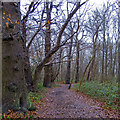 Path in Ashenbank Wood, Cobham