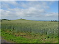 Cereal crop, Whinny Hill