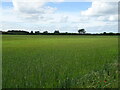 SE4676 : Cereal crop off Low Lane, Hutton Sessay by JThomas