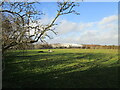 Grassland off Quibell