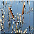 SK6143 : Reedmace in a blue pond  2 by Alan Murray-Rust