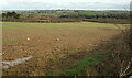 SW8158 : Field by the A3075 by Derek Harper