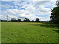 Grazing near Griffin Farm