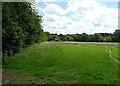 Grazing towards Thirkleby Beck