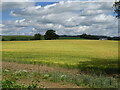 Cereal crop near Wildon Hill Farm