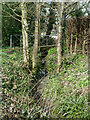 Ditch and footbridge, graveyard, Roydon