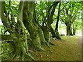 Tree trunks bordering Tillydrone Road