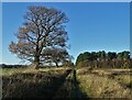 Path by Great Catchwater Drain