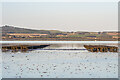 NU1239 : Lindisfarne Oysters by Ian Capper