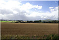 Cereal crop, Balmuir