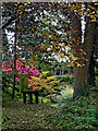 Canalside garden near Gnosall Heath, Staffordshire