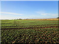 Autumn sown crop, Caythorpe Heath