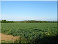 Cereal crop near Brandrith Farm