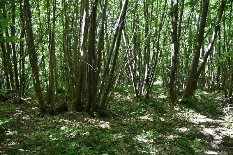 coppice firewood