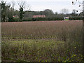 TG2831 : Fruit bushes as seen from former Railway embankment by David Pashley