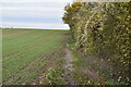 Footpath along field boundary