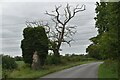 Dead tree beside Debach Plantation