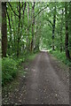 TQ4635 : Forest Way through Sawpit Wood by N Chadwick